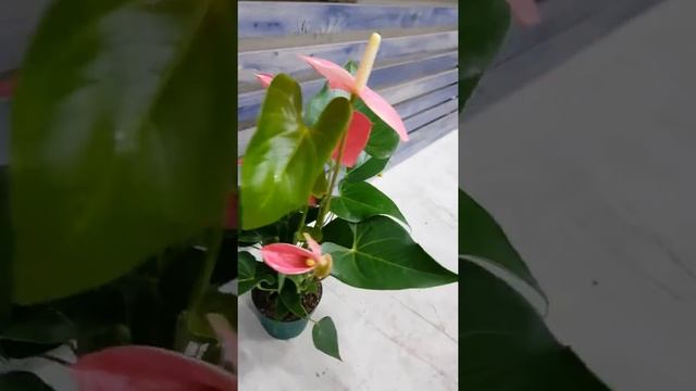 Антуриум Андианум Амис смотреть онлайн