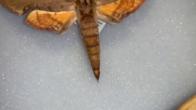 SPHINX MOTHS   SOME TROPICAL BEAUTIES