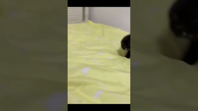 Маленький чертик - Успокаивающий ошейник #shorts #кот #кошка #ошейник смотреть онлайн