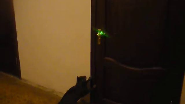 кот в погоне за лазером смотреть онлайн