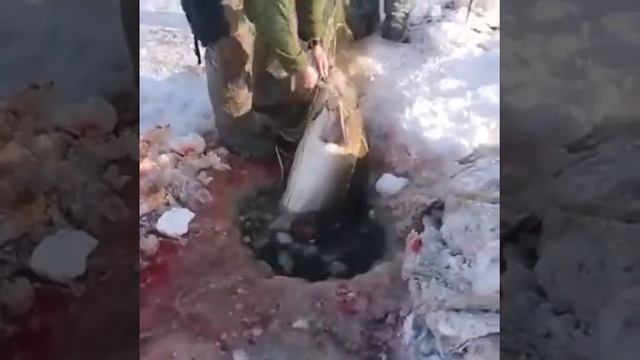 Спасение краснокнижных рыб! смотреть онлайн
