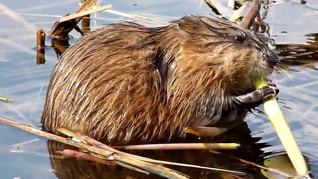 Водяная крыса. смотреть онлайн