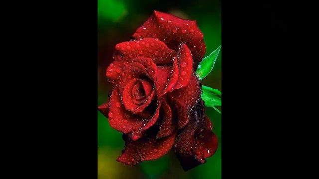 ЧИТО ГРИТО смотреть онлайн