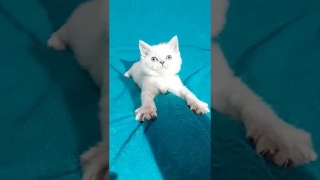 Голубоглазая шиншилла смотреть онлайн