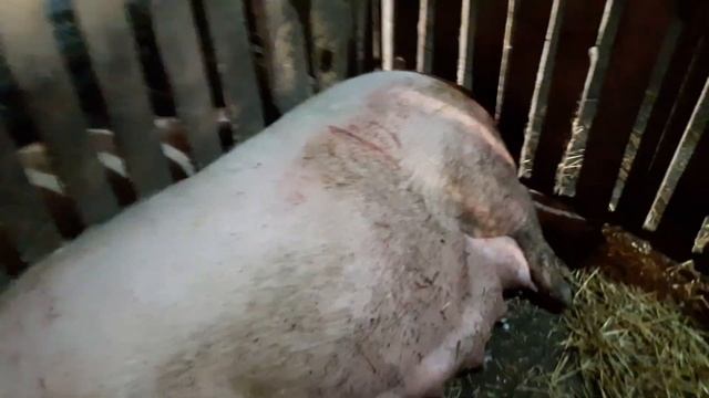Опорос Крупной Белой свиноматки смотреть онлайн