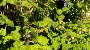 Штамбовая малина Крепыш