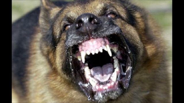 Малышку загрызли собаки смотреть онлайн