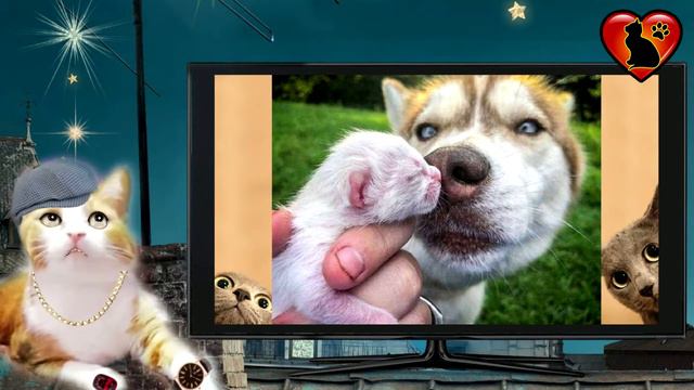 Хаски спасла 7 жизней! Она лаяла, прыгала на хозяйку, хватала её за одежду и тянула из дома. смотреть онлайн