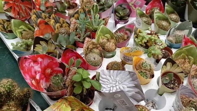 Ашан Ростов на Дону обзор цветов 04.10.23 #город61 #flowers #обзор #комнатныецветы #новинка смотреть онлайн