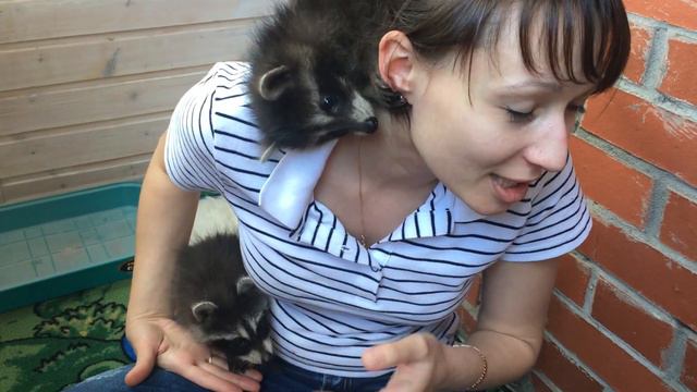 Тошка и Крошка - самые милые еноты.