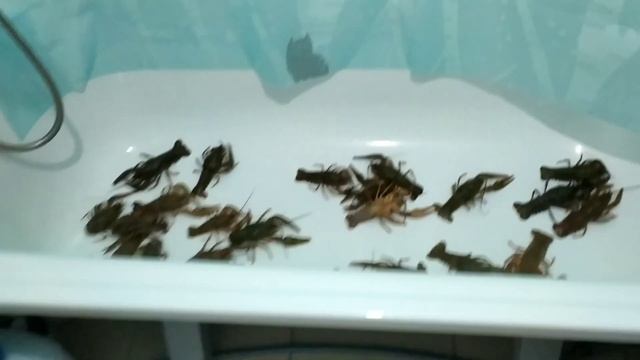 КРУПНЫЕ И НЕДОРОГИЕ РАКИ в Краснодаре))) Варим раков) Вкуснятина) смотреть онлайн