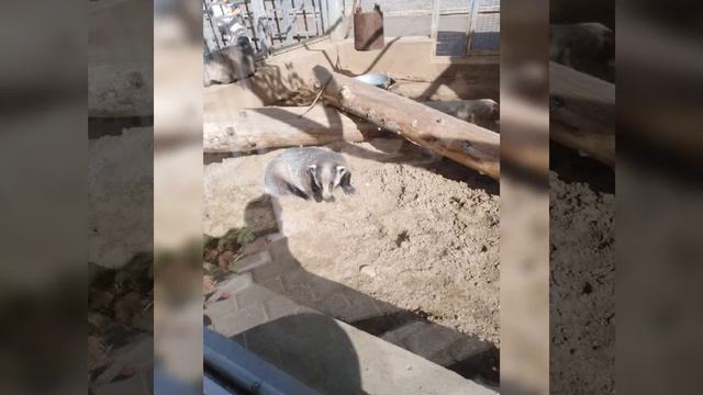 Ижевск зоопарк смотреть онлайн