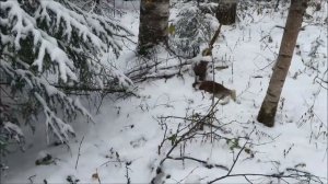 Русская гончая  Боцман вл. Медведчиков А.
