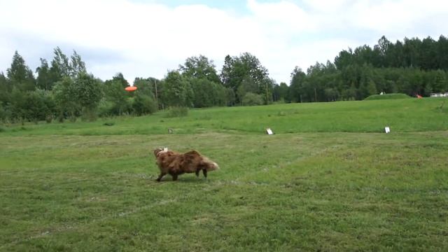 Ansuz Versatile Runes - dog frisbee - Progress class - 19 points смотреть онлайн
