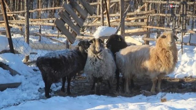 В Плейстоценовом парке планируют увеличить количество и разнообразие животных смотреть онлайн