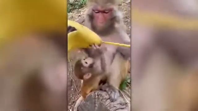 Life Could Be A Dream Monkey Version смотреть онлайн