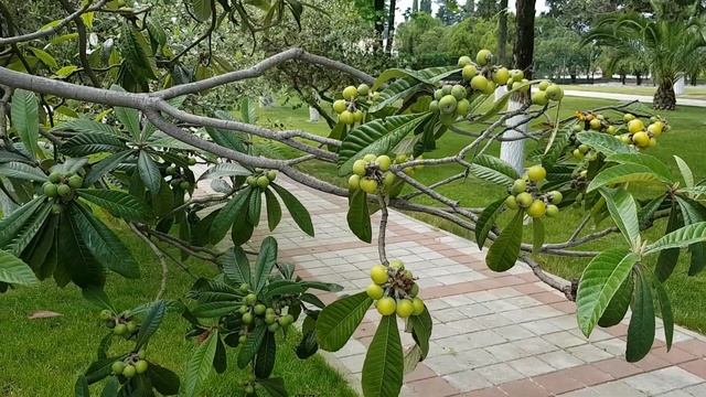 Мушмула спеет - сезон начался | Жизнь в Адлере смотреть онлайн