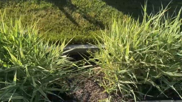 Фалярис тростниковый смотреть онлайн