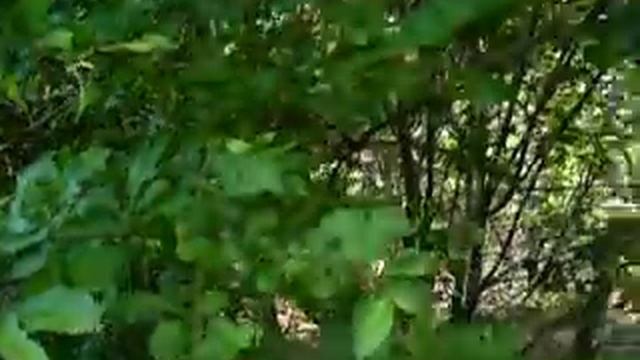 Мечетное и кукушка смотреть онлайн