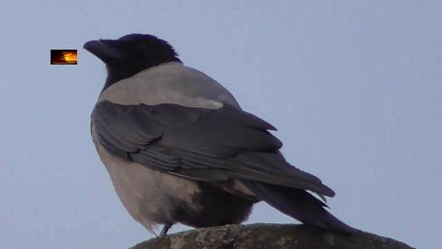 Отправление электропоезда ЭР9Е-631/9М-505 и прибытие электропоезда ЭР9М-553/9Е-629 по станции Боярк смотреть онлайн