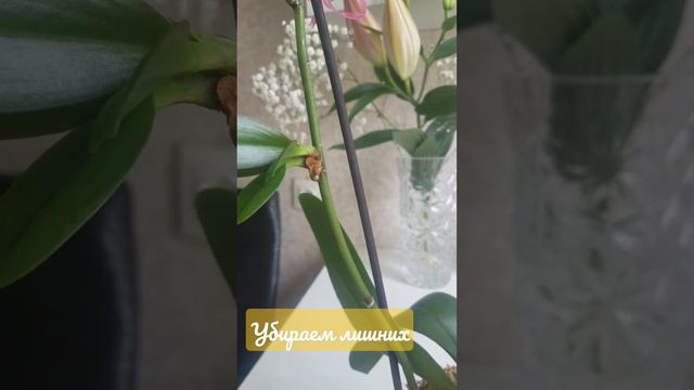 Цитокининовая паста. Детки без корней. Исправляем ситуацию. смотреть онлайн