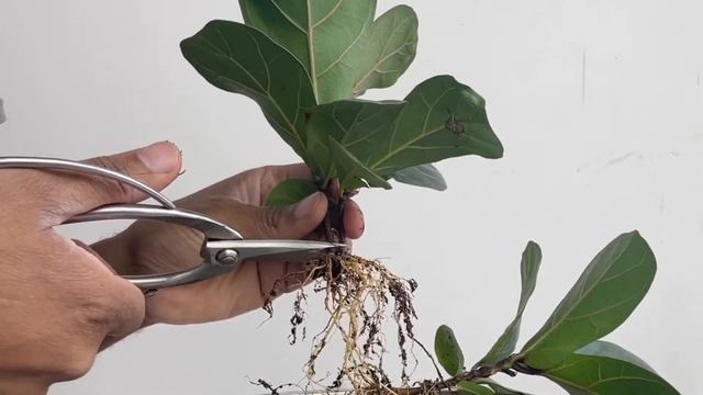 Starting a Mini Forest, Ficus Lyrata, May2022 смотреть онлайн