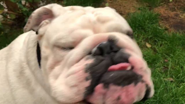 Lincoln and the red sun | ENGLISH BULLDOG смотреть онлайн