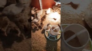 Суточные цесарята. Инкубация цесарки. #цесарята #инкубатор #инкубацияяиц