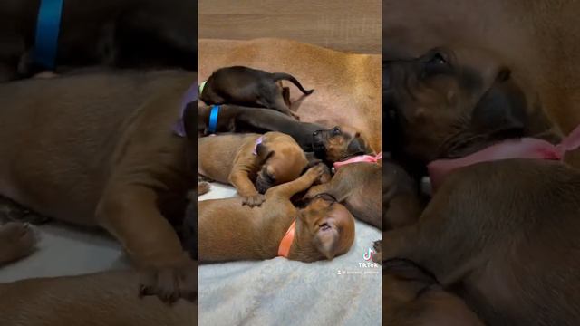 Щеночки родезийского риджбека 2,5 недели