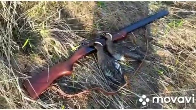 весенняя охота, несколько утрянок!!! смотреть онлайн