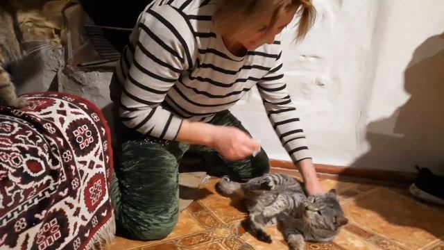 У КОШКИ ВЫТЕК ГНОЙ ИЗО РТА , ВОНЬ СТОЯЛА НА ВЕСЬ ДОМ . смотреть онлайн