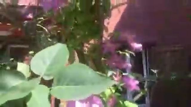 Цветы на даче у Светланы Дружининой смотреть онлайн