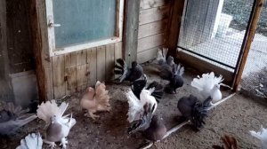 Продажа голубей. Павлины Индийские 89030203649 Александр.