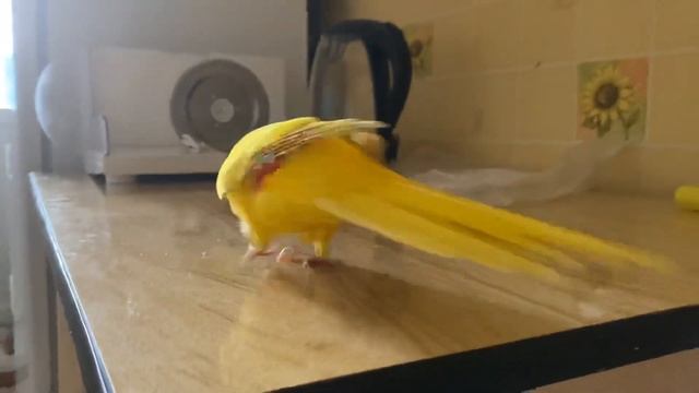 Какарик разговаривает