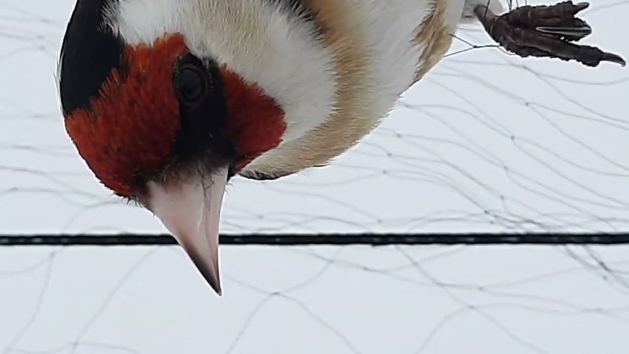 Ловля щеглов 2.04.2022 год. смотреть онлайн