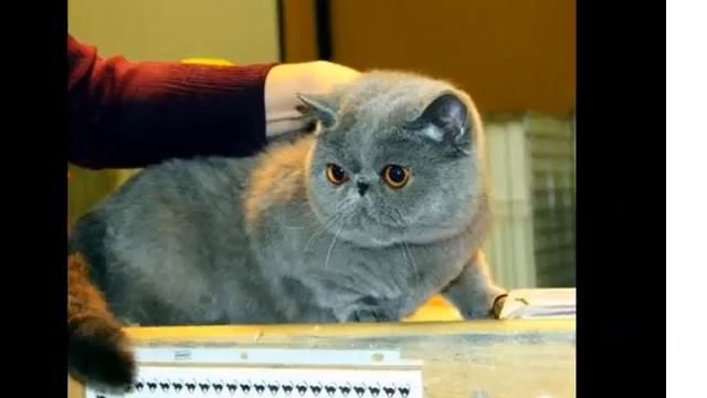 Exotic Shorthair Munchkin | Collection Of Cat Pictures смотреть онлайн