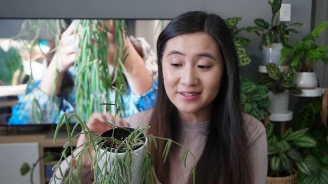 How to care for Hoya Linearis | 8 Things you NEED to know! смотреть онлайн