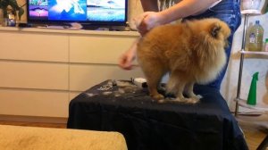 Как подстричь ШПИЦА. Груминг ШПИЦА или КАК Я СТРИГУ СОБАКУ. Grooming Pomeranian