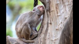 Звуки обезьяны.Звук обезьянки в зоопарке