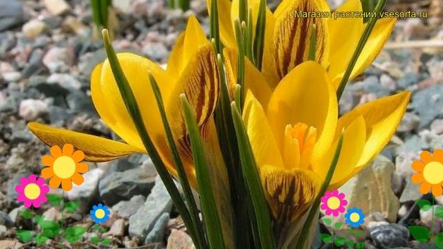 Крокус ботанический Дороти. Краткий обзор, описание характеристик, где купить луковицы Dorothy смотреть онлайн