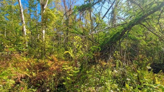 Расслабляющая прогулка по дикому лесу / Музыка для отдыха и снятия стресса / Виртуальная прогулка смотреть онлайн