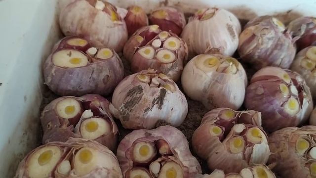 Ростим чеснок на подоконнике и сушим на батарее или в сушке смотреть онлайн