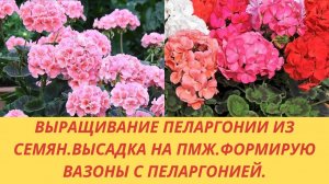 Выращивание пеларгонии из семян.Высадка на ПМЖ. Формирую вазоны с пеларгонией. Подготовка к цветению