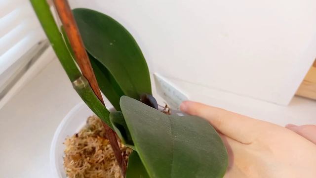 ОРХИДЕЯ ОТРАСТИЛА ЖИРНЫЕ КОРНИ Как поживает мой Биг Лип спустя 2 месяца после пересадки ? смотреть онлайн