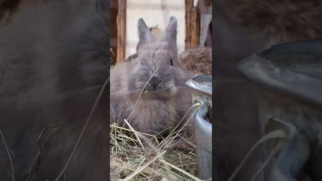 В гостях у животных)) смотреть онлайн