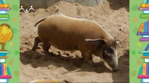 Школа Шишкиного Леса. Природоведение. Свиньи