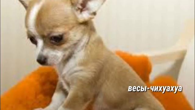 Гороскоп. Какая ты собака по знаку Зодиака 2018 год. смотреть онлайн