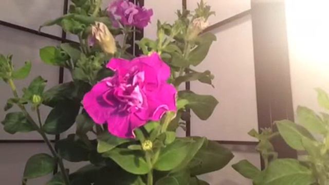 Blooming Flower Time Lapse Video!