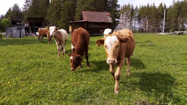 Стадо бычков против Шарика. Кто кого? смотреть онлайн