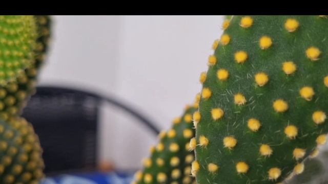 Cacto Orelha de Mickey (Opuntia microdasys):pode causar cegueira! Cultivo e cuidados смотреть онлайн